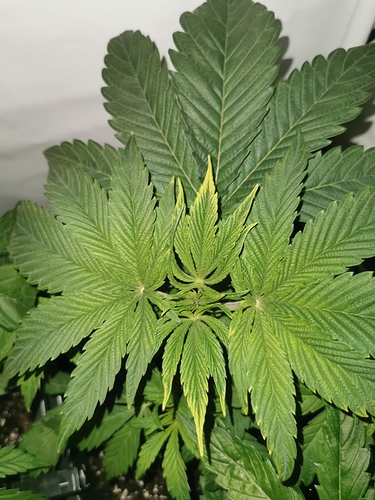 Growreport Bild 2
