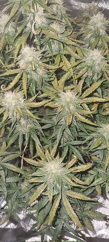 Growreport Bild 8