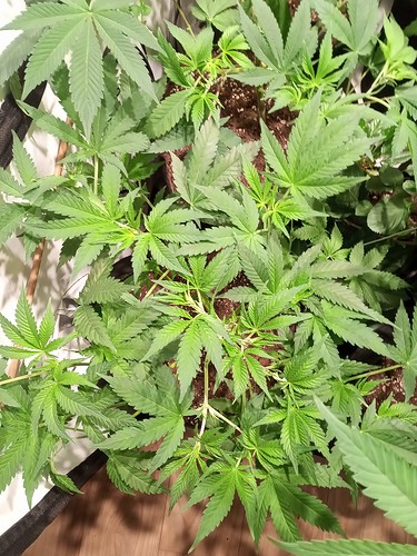 Growreport Bild 34
