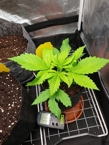 Growreport Bild 4