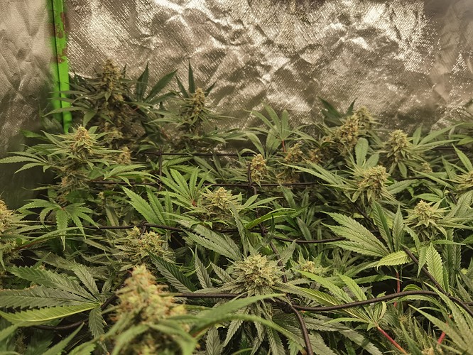 Growreport Bild 3