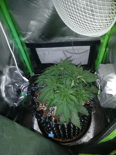 Growreport Bild 1