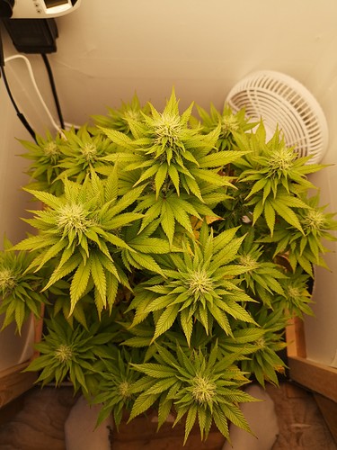 Growreport Bild 2