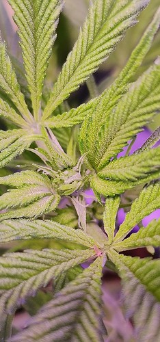 Growreport Bild 8