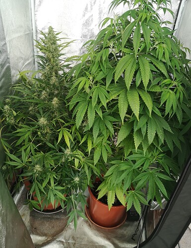 WW Auto und das Slurricane Monster 74 Tage _edit_1178371159869671