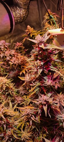 Growreport Bild 30