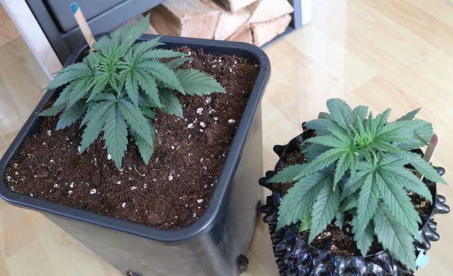 Growreport Bild 8