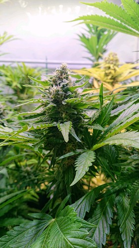 Growreport Bild 10
