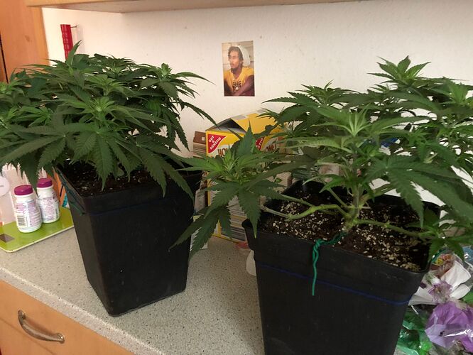 Growreport Bild 1