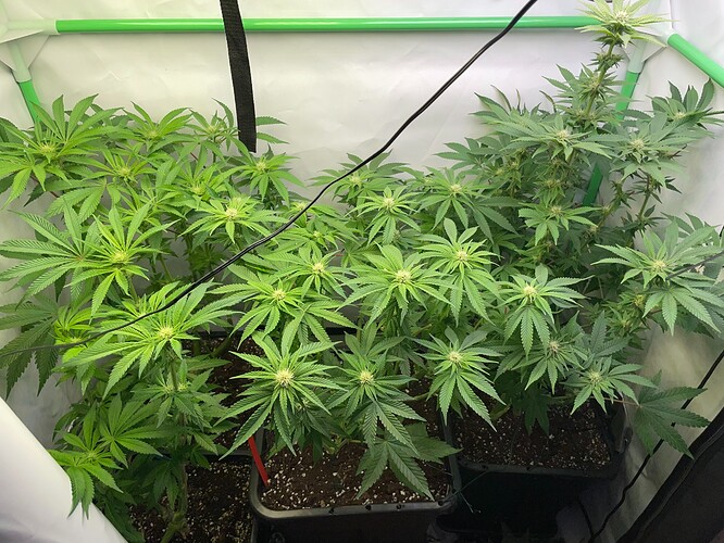 Growreport Bild 6