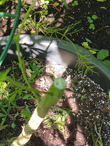 Growreport Bild 15