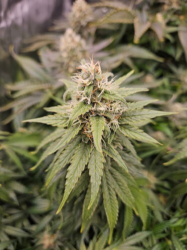 Growreport Bild 28