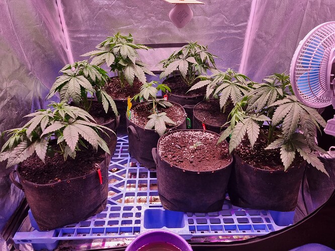 Growreport Bild 49