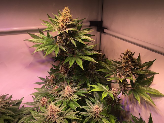 Growreport Bild 4