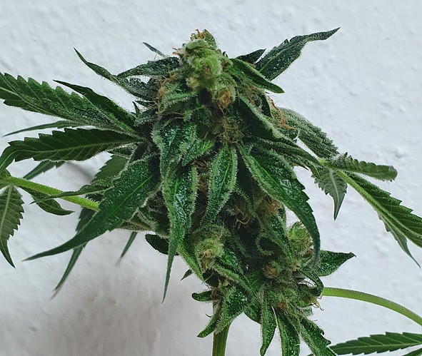 Growreport Bild 6