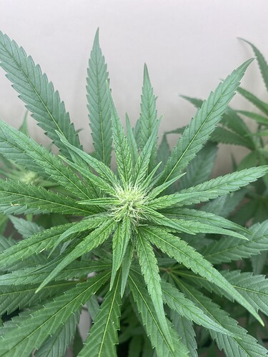 Growreport Bild 5