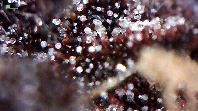 Growreport Bild 5