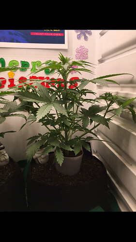 Growreport Bild 38