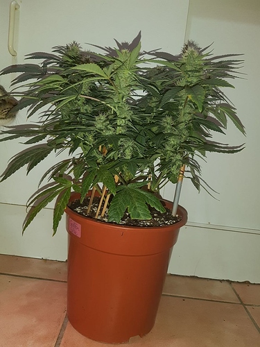 Growreport Bild 7