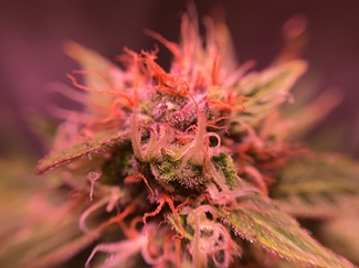 Growreport Bild 19
