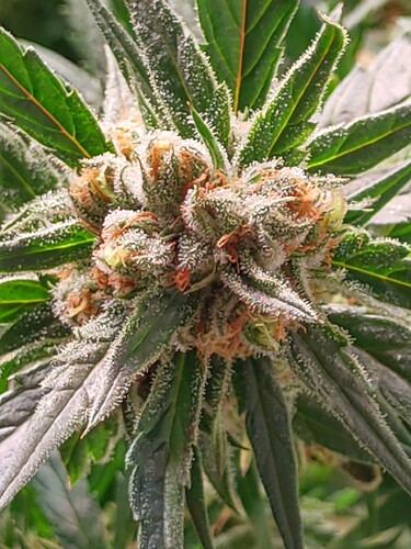 Growreport Bild 1