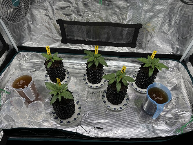 Growreport Bild 95