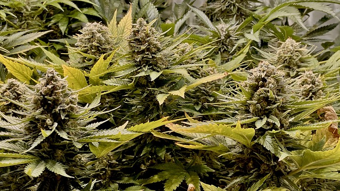 Growreport Bild 5