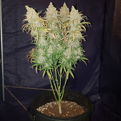 Growreport Bild 2