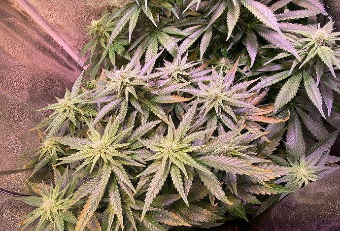 Growreport Bild 5