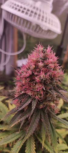 Cookies Gelato