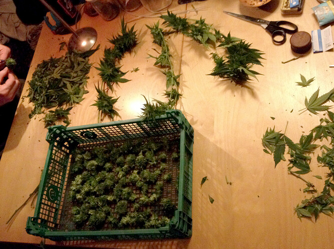 Growreport Bild 8