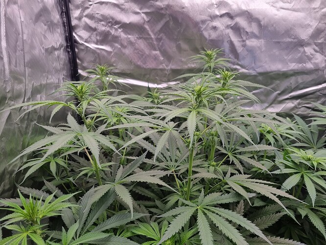 Growreport Bild 19