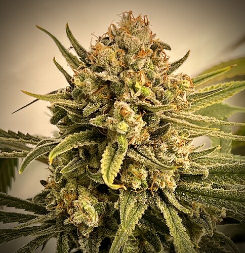 Growreport Bild 18