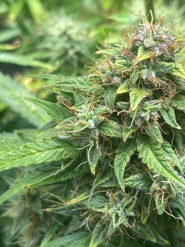 Growreport Bild 2