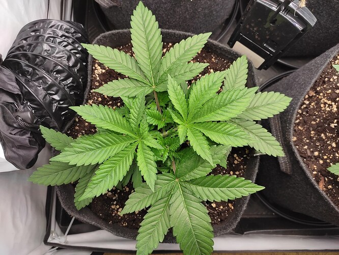 Growreport Bild 8