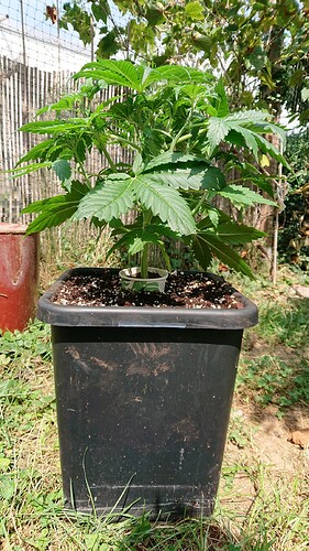 obscura1659098799740