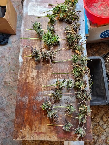 Growreport Bild 17