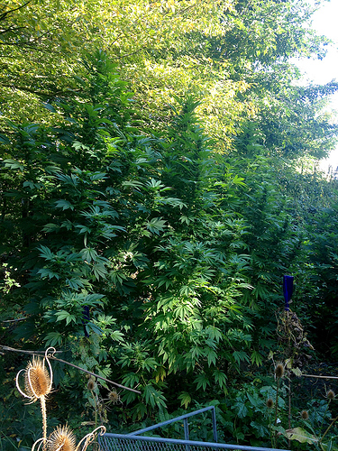 BT30_firstBuds5
