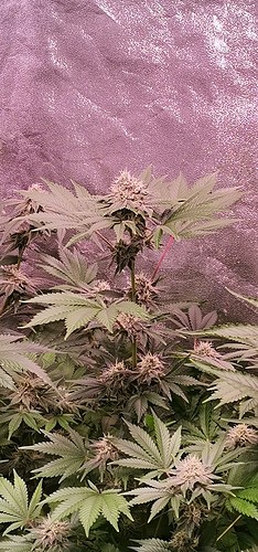 Growreport Bild 8