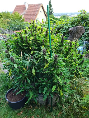 Growreport Bild 5