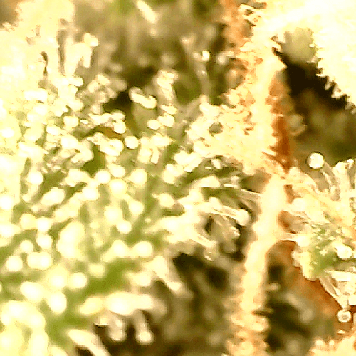 Growreport Bild 10
