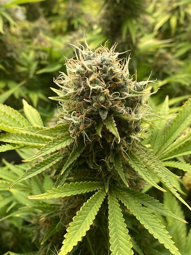 Growreport Bild 5