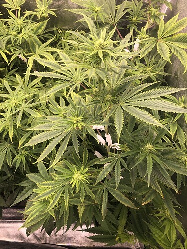 Growreport Bild 4