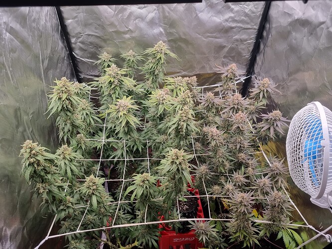 Growreport Bild 16