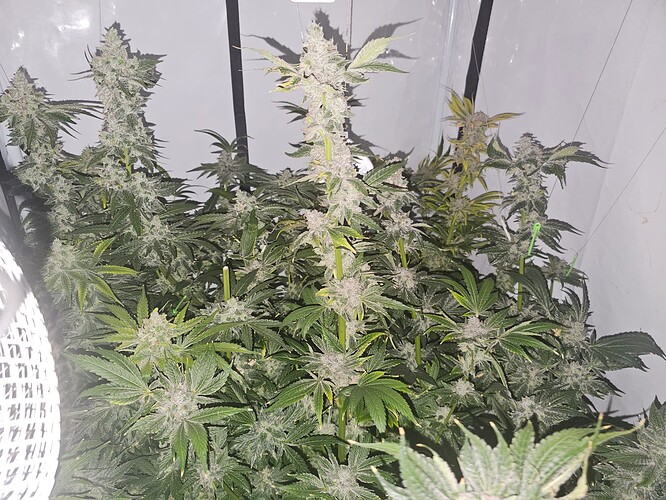 Growreport Bild 9