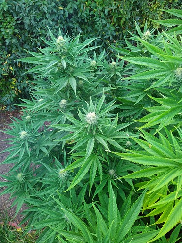 Growreport Bild 9