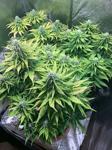 Growreport Bild 1