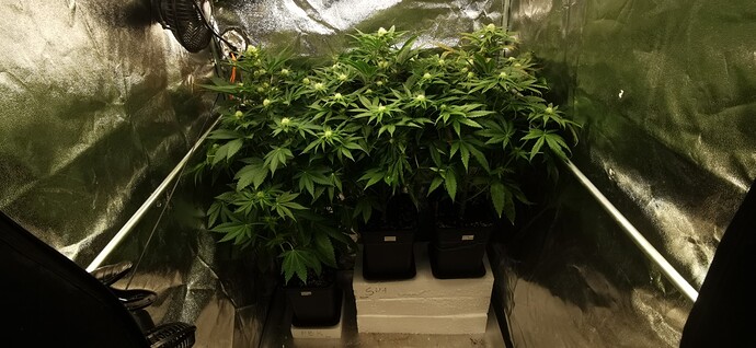 Growreport Bild 32