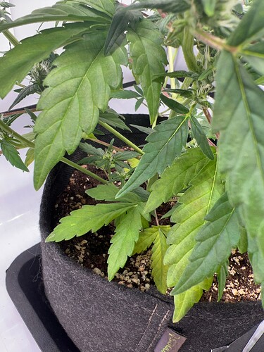 Growreport Bild 4