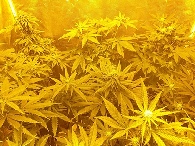 Growreport Bild 24